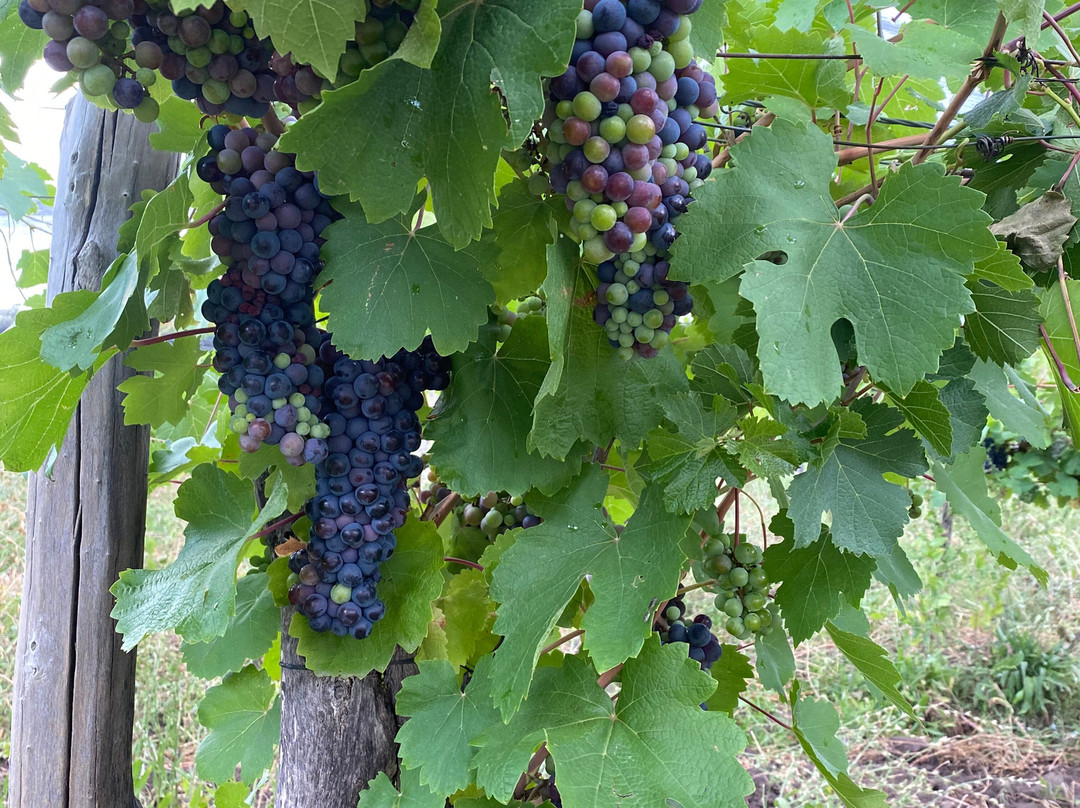 Bodega Terra Lombarda-圣拉斐尔必去景点