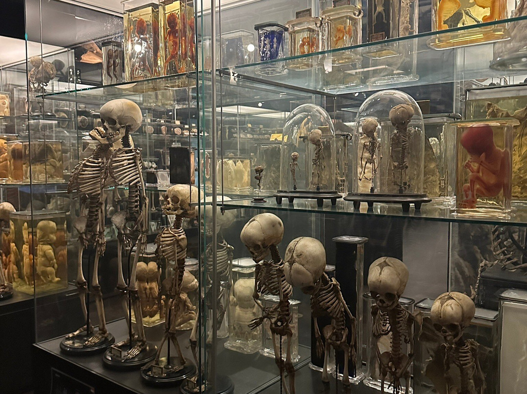 Museum Vrolik-阿姆斯特丹必去景点