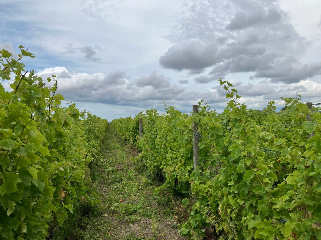 Barnsole Vineyard景点图片