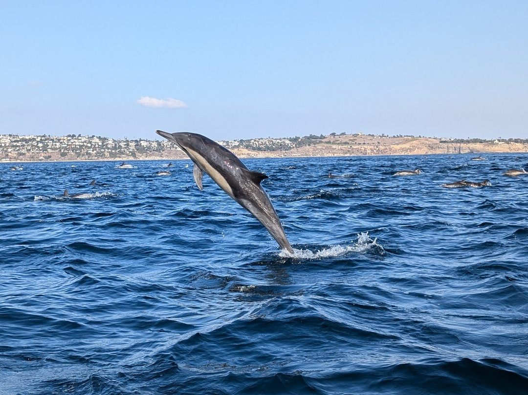 SoCal Whale Watching-长滩必去景点