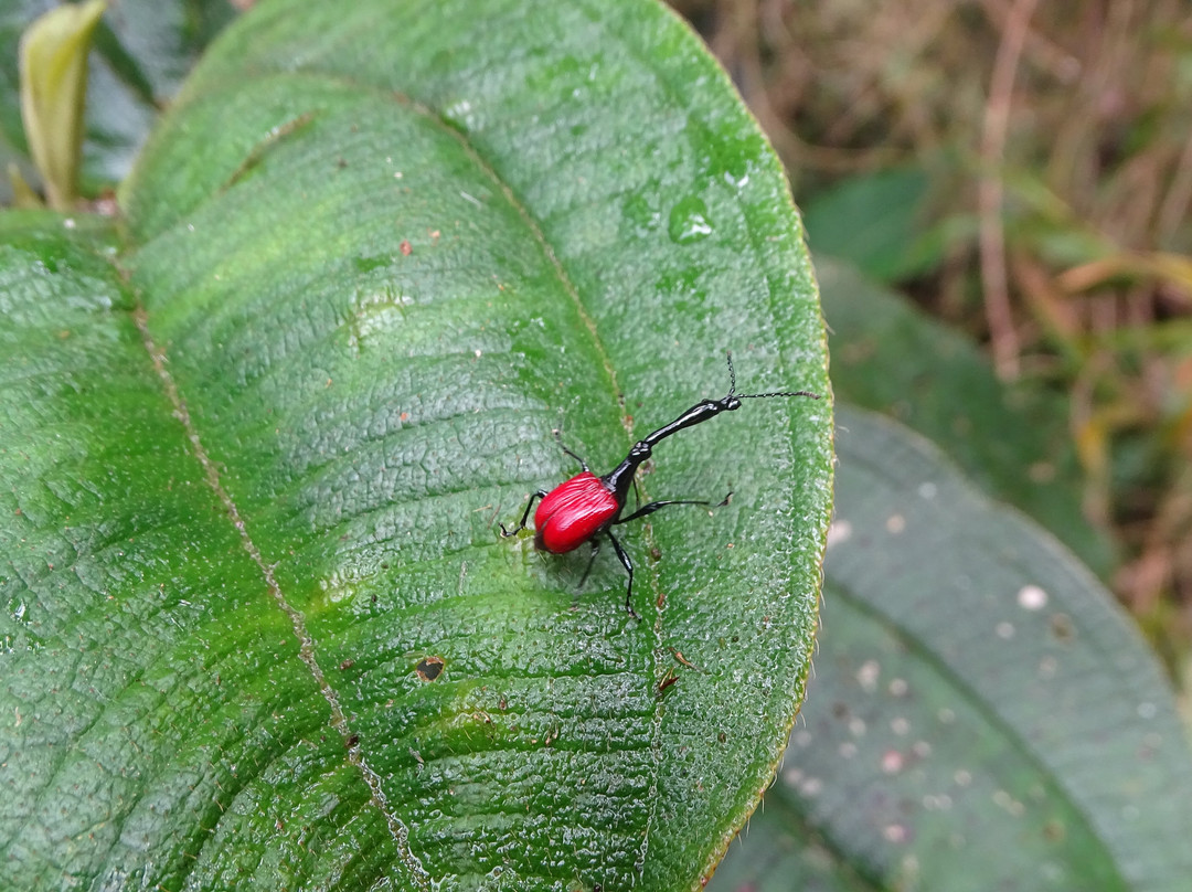 Ranomafana National Park景点图片
