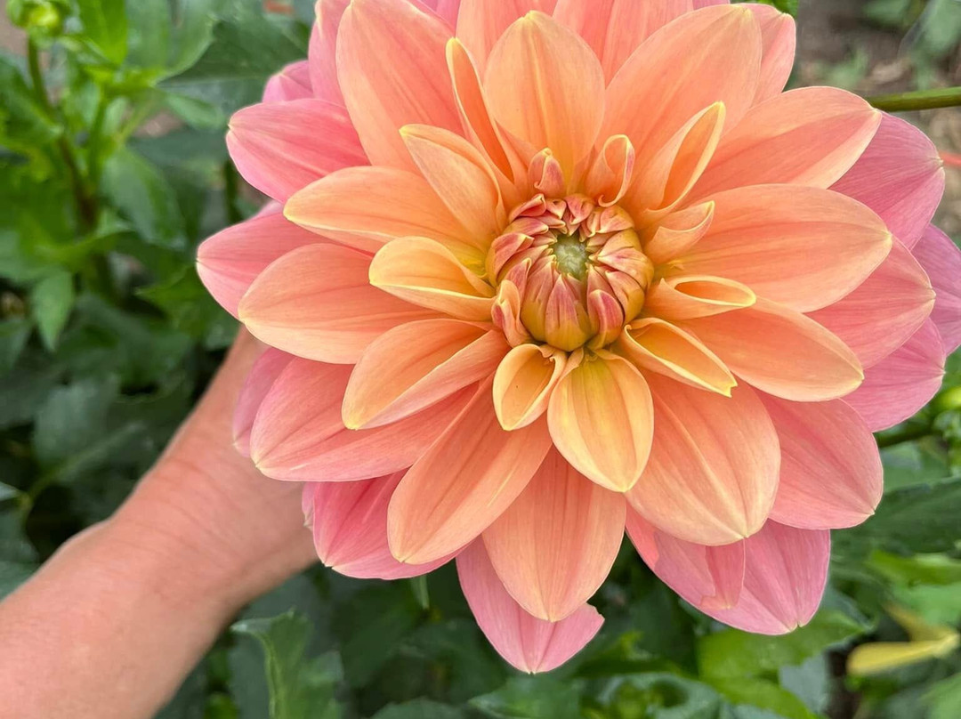 Dahlia Valley Ranch-Arnold必去景点