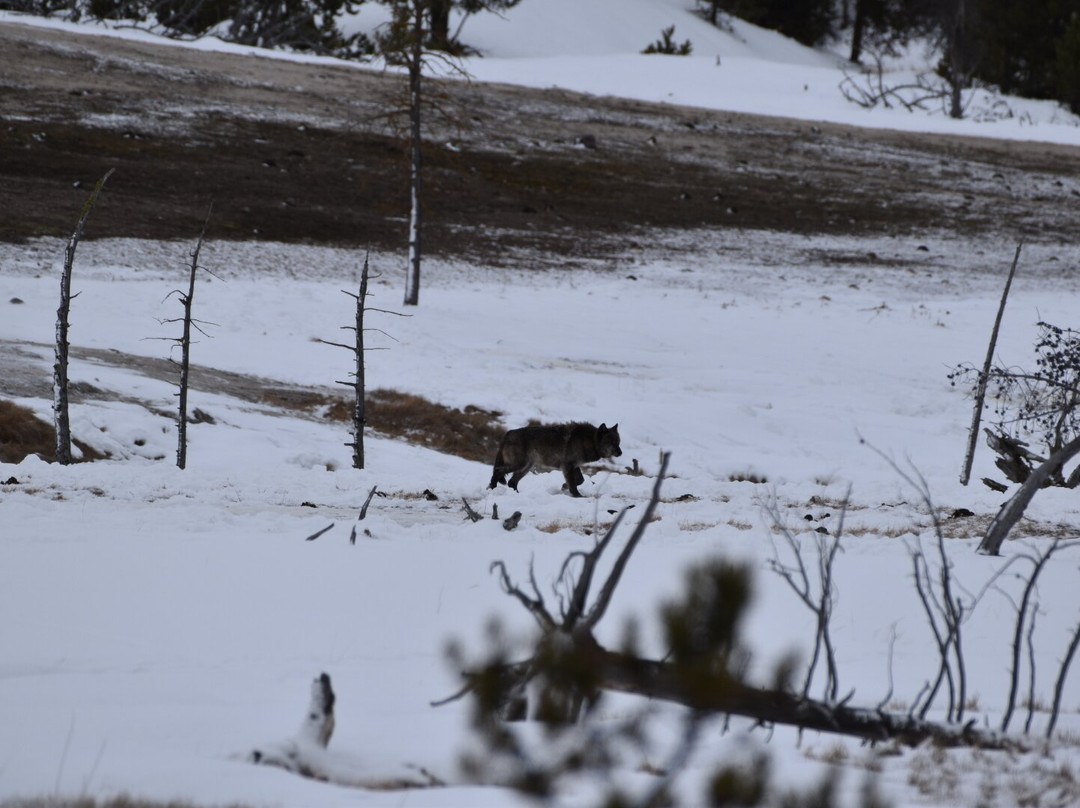 Yellowstone Expeditions-西黄石镇必去景点