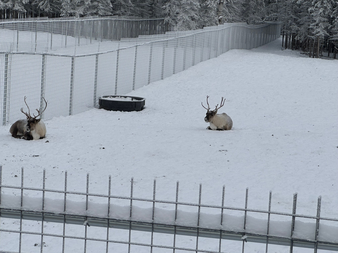 Pleasant Acres Reindeer Ranch