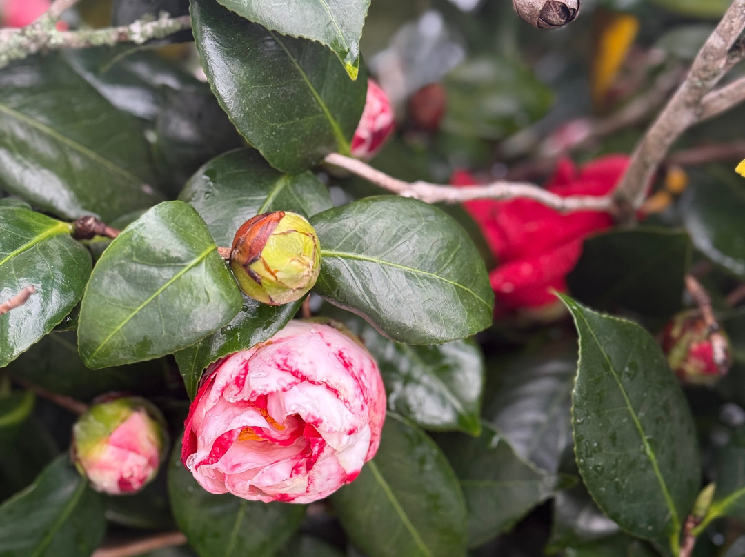 Camellia Rose Inn主图
