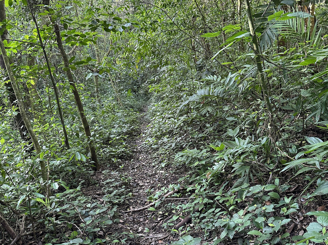 La Reserva Forest Reserve景点图片