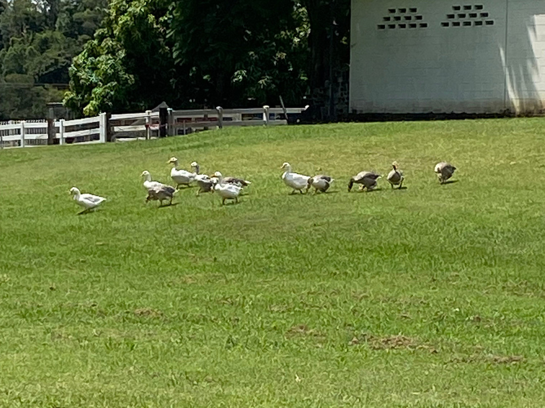 O’Reilly’s Canungra Valley Vineyards-卡伦格拉必去景点