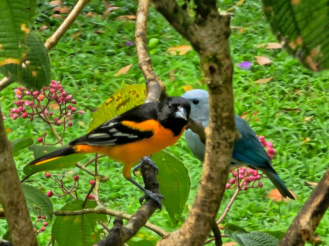 Dave & Dave's Costa Rica Nature Park景点图片