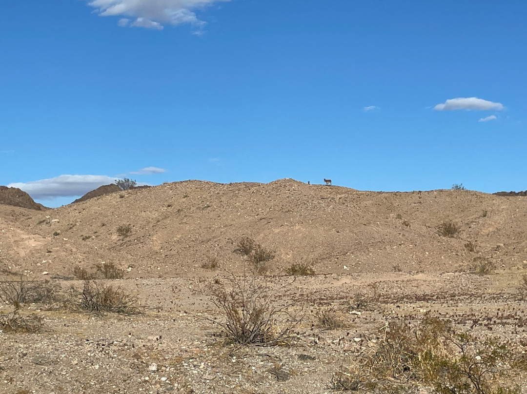 Katherine Landing at Lake Mohave Marina-Bullhead City必去景点