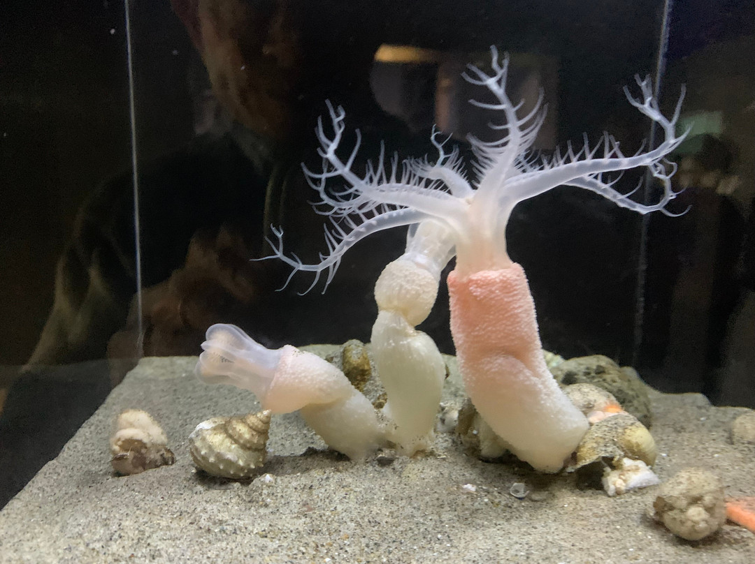 Takeshima Aquerium-蒲郡港必去景点