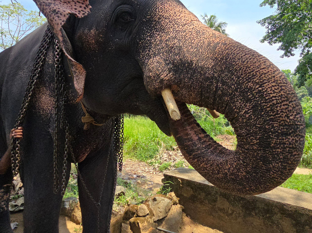 Millennium Elephant Foundation主图