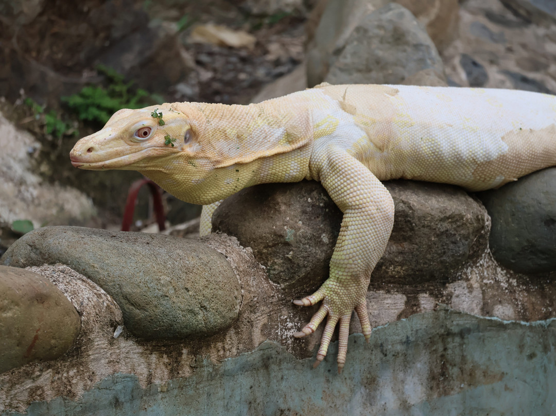 Parque Reptilandia景点图片