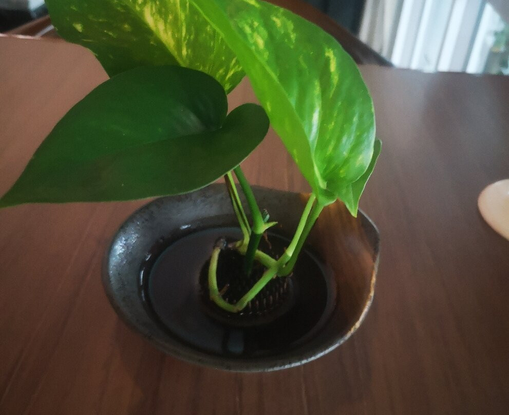 Kingwood Boutique Hotel主图