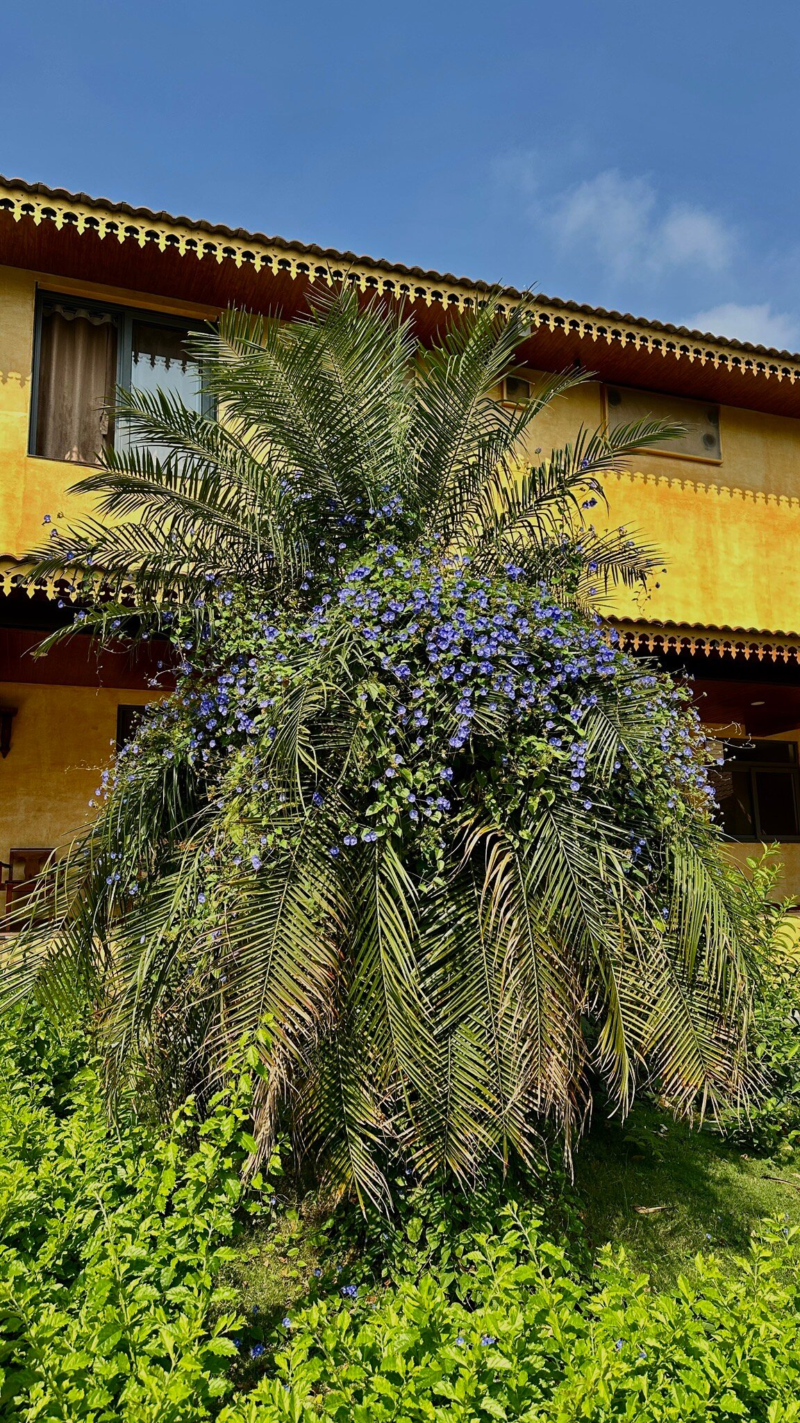 Indus Valley Ayurvedic Centre-官方