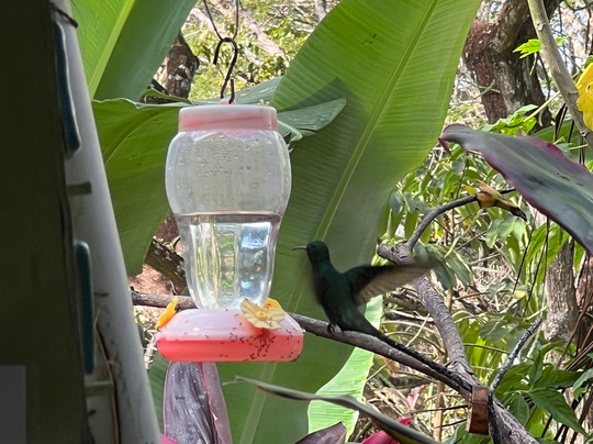 Kennedy Island Tours-多巴哥必去景点
