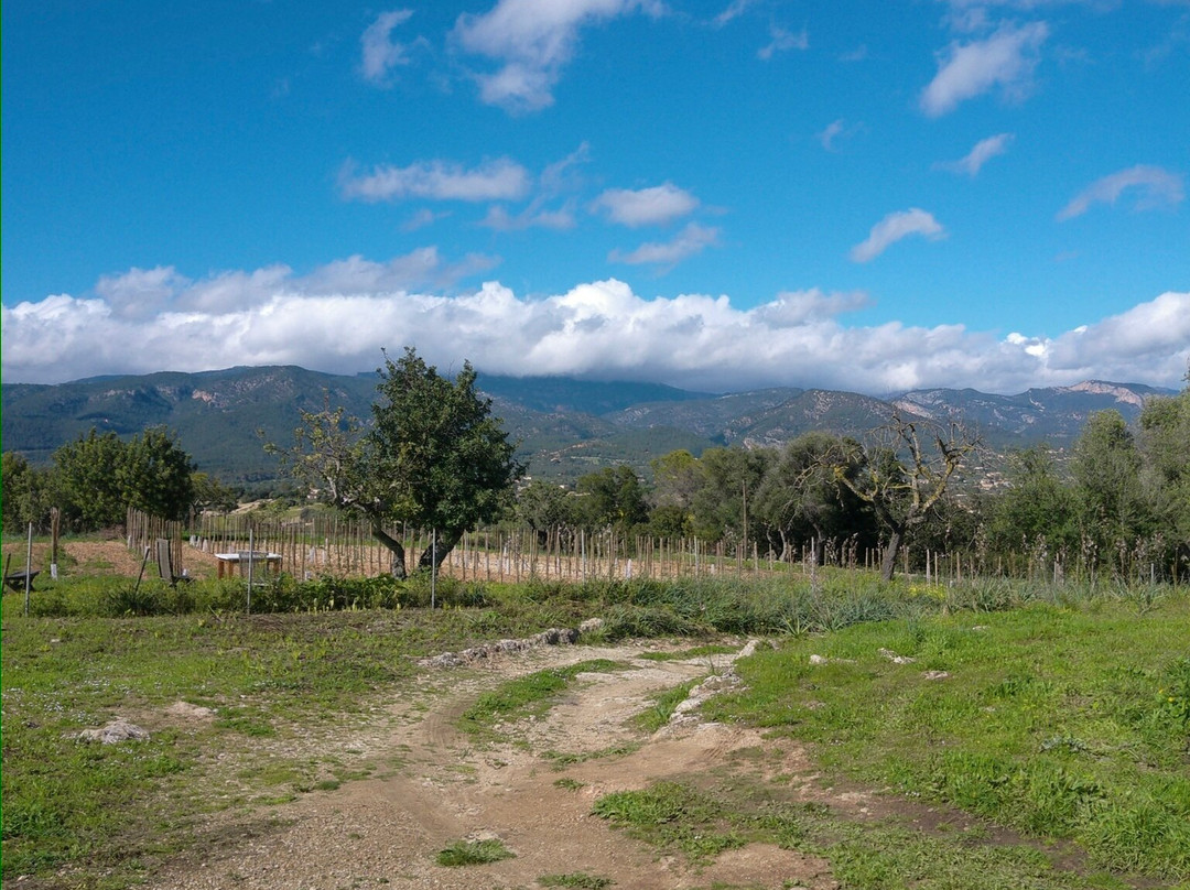 Can Pizà Boutique Winery景点图片