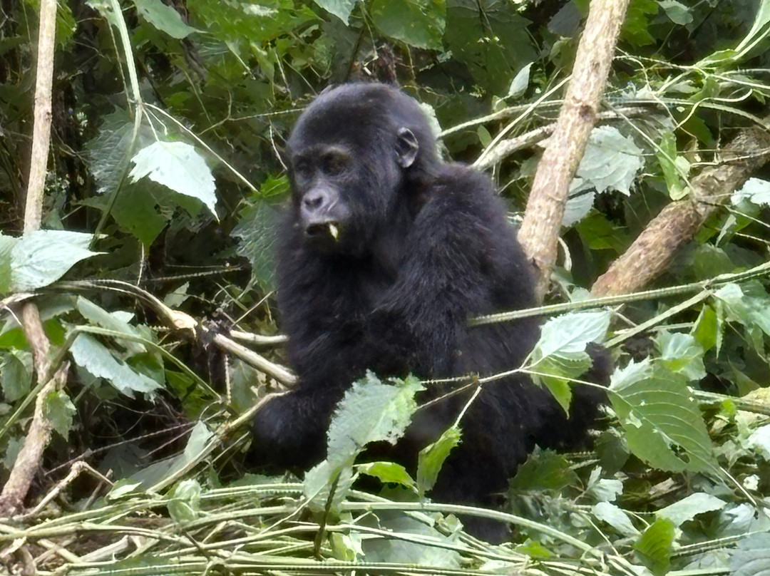 Mountain Gorilla Coffee Tours-Kisoro必去景点