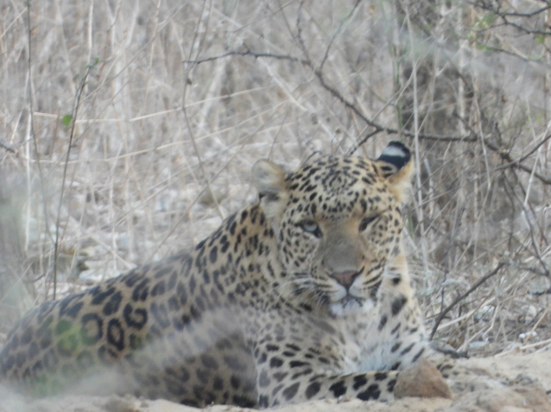 Jhalana Panther Safari景点图片