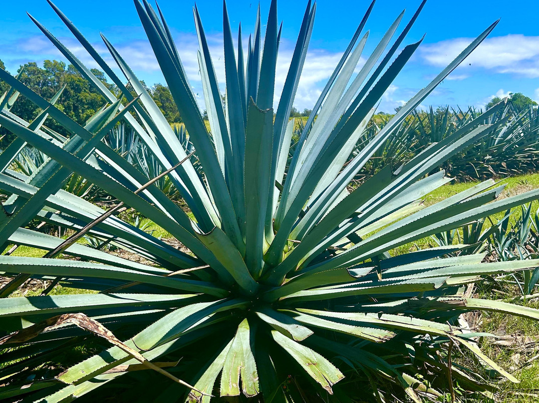 Waikulu Distillery-马卡瓦必去景点