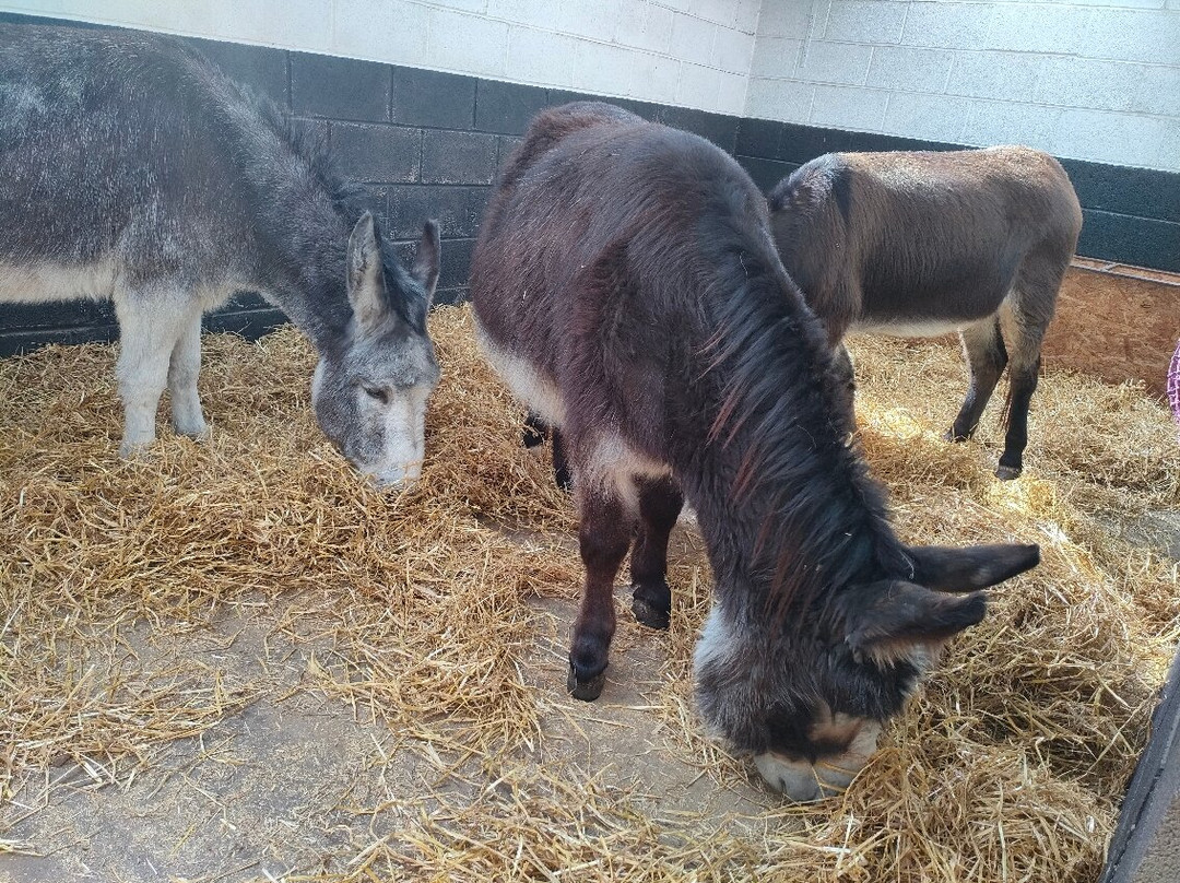The Wonkey Donkey Visitors Centre景点图片