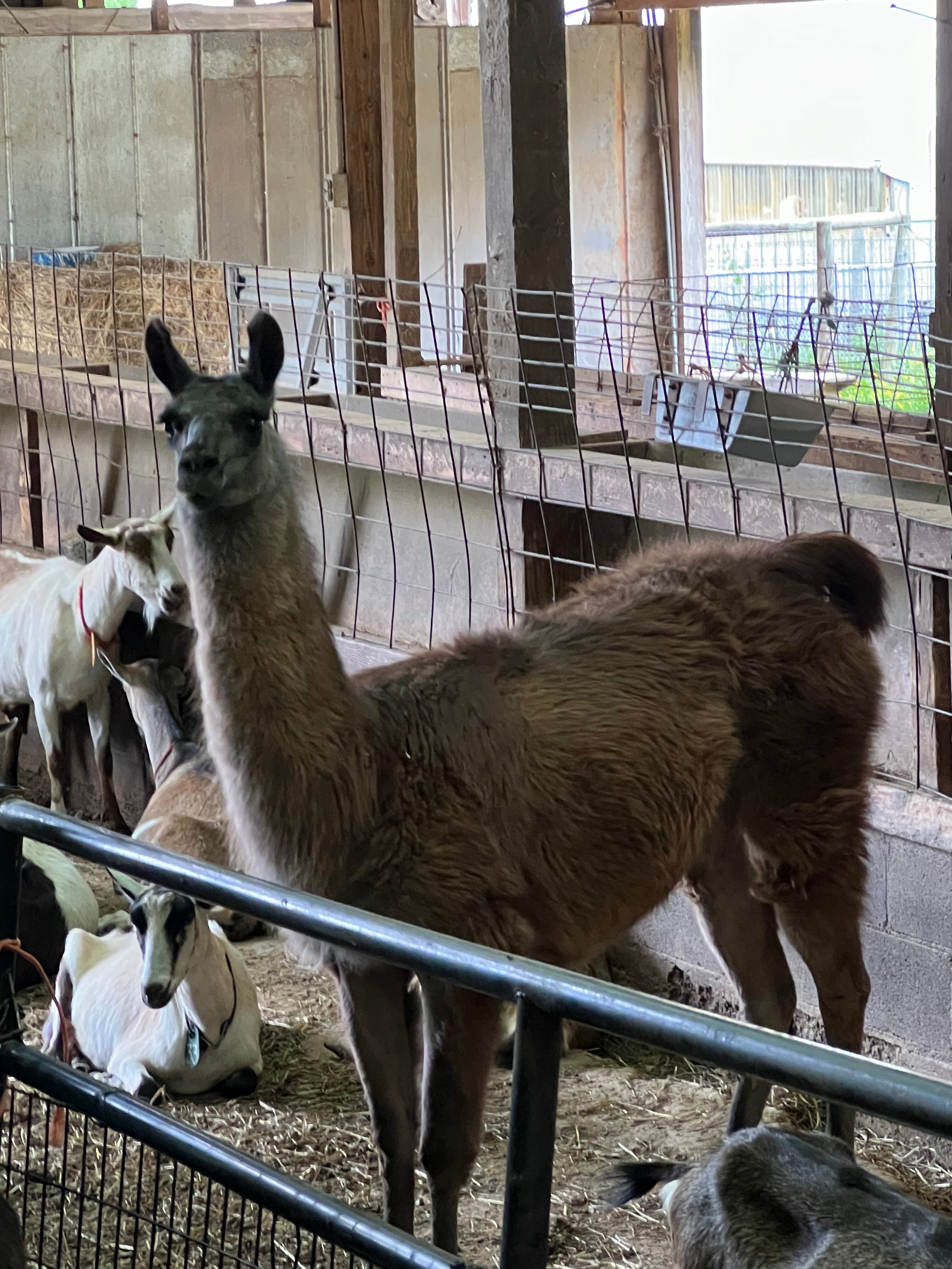 Inn at Celebrity Dairy-官方