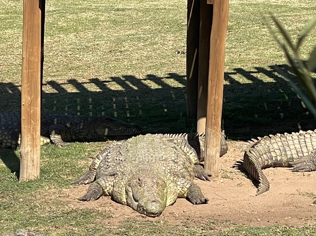 Croc City Crocodile and Reptile Park景点图片