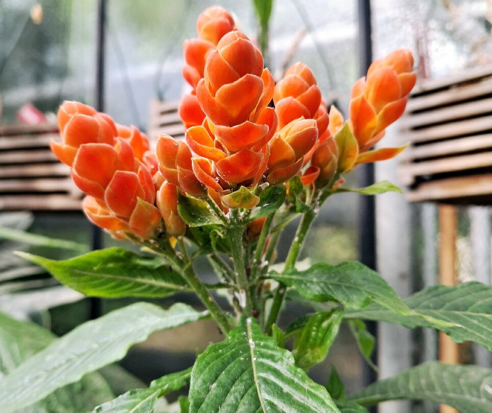 Botanical Garden, Bonn-波恩必去景点