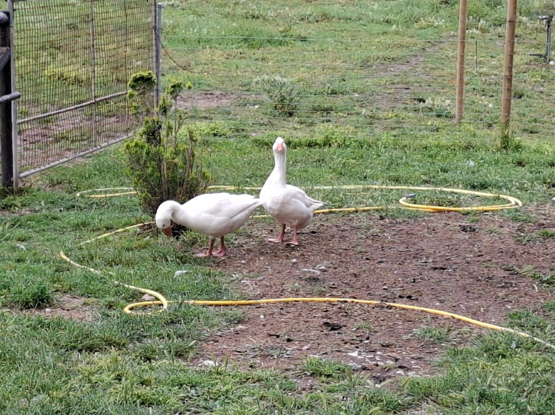 Mad Donkey Mallorca-Pollenca必去景点