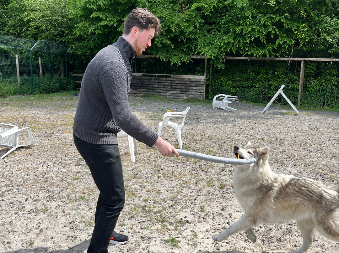 Watermill Wolves Wolf-dog Actors-Bexhill-on-Sea必去景点
