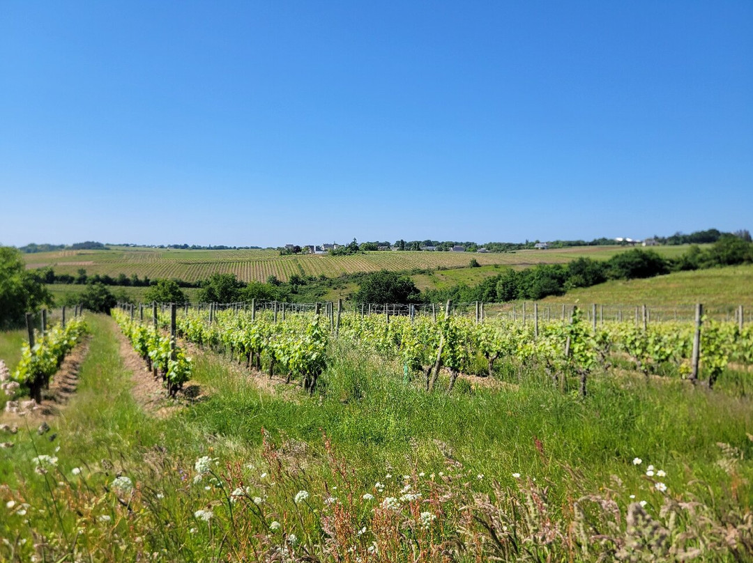 Les Vignes Selon Val景点图片