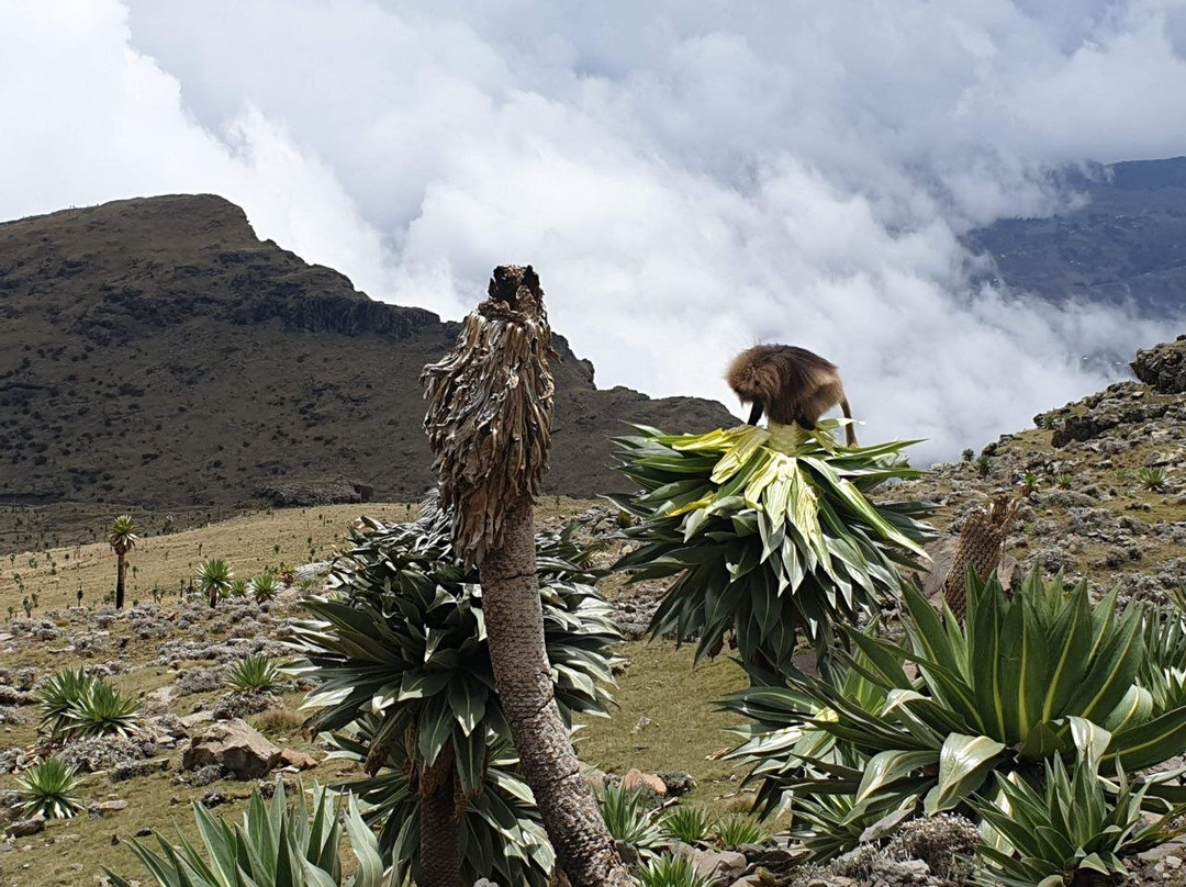 SMT TOUR (Simien Mountains Tour)-贡德尔必去景点