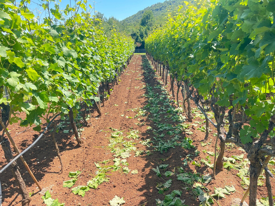 Mrkan Winery-Cetinje必去景点