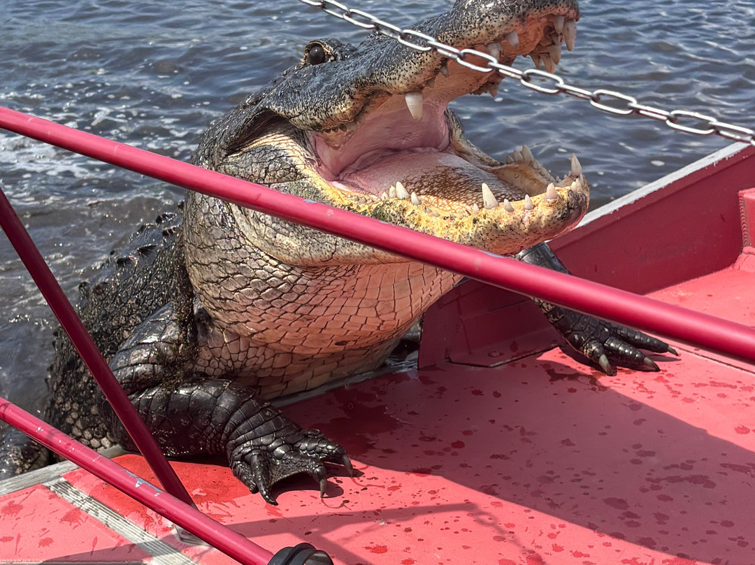 New Orleans Airboat Tours景点图片