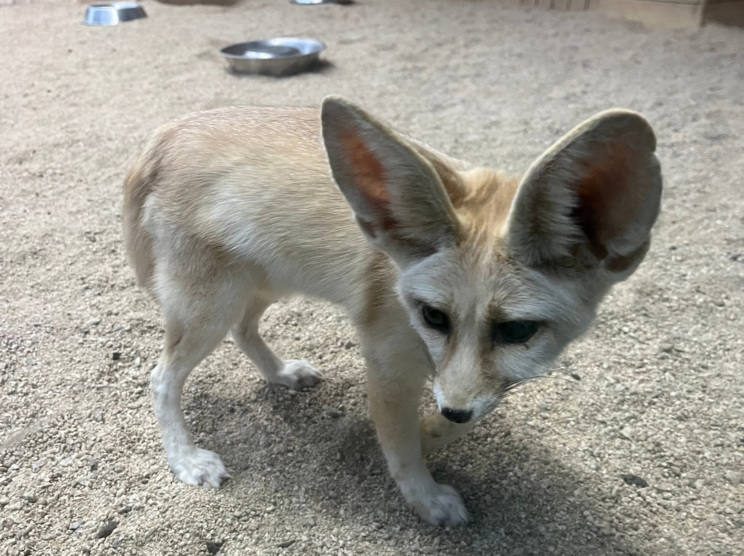 Alpaca World-洪川郡必去景点