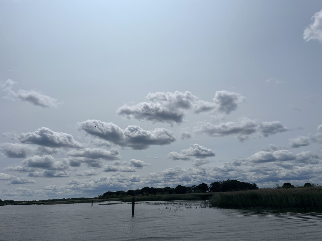 Ross' Wildlife Boat Trips景点图片