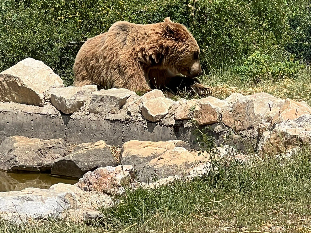 BEAR SANCTUARY Prishtina-普里什蒂纳必去景点