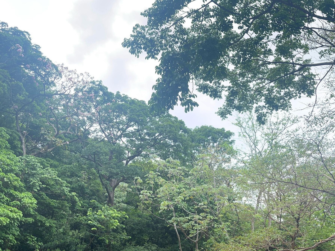 Memo Adventures Pura Vida In Costa Rica景点图片