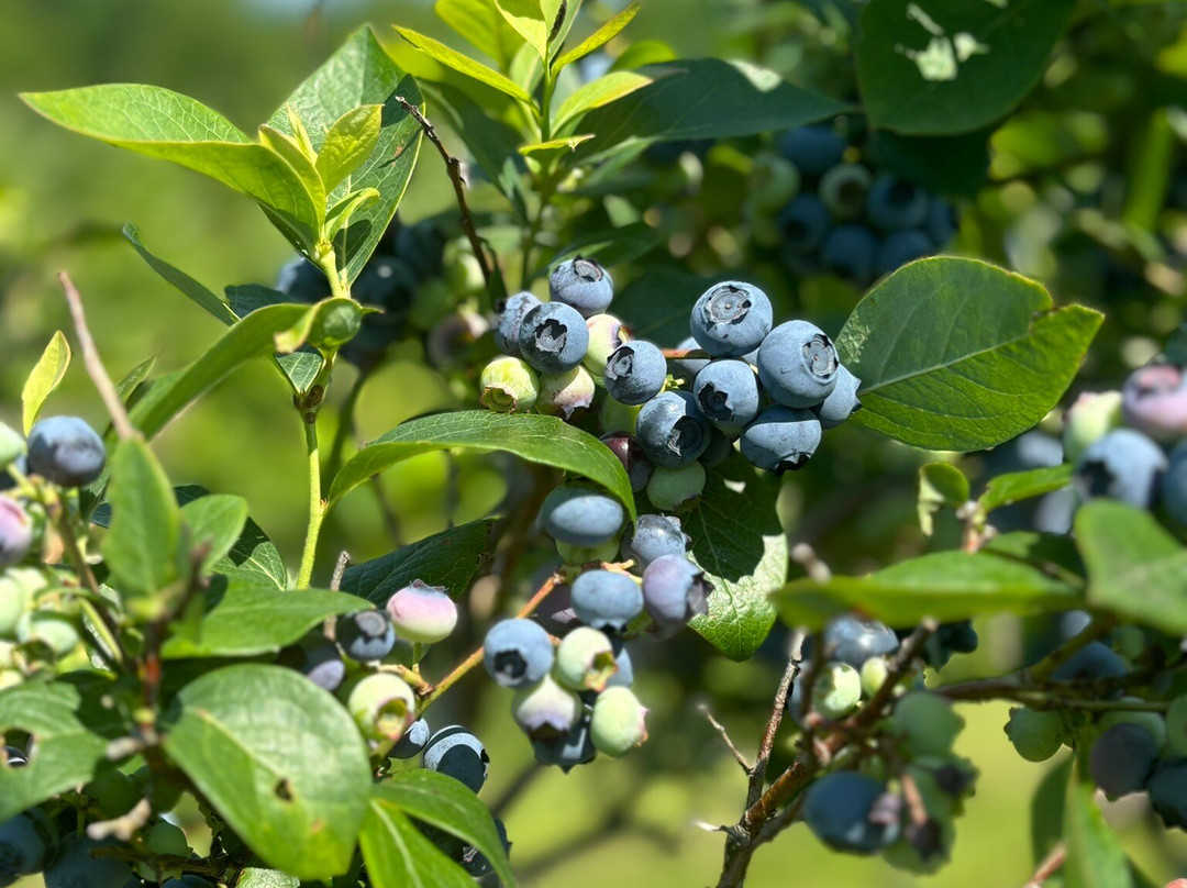 Halfway Acres Farm-Campbell Hall必去景点