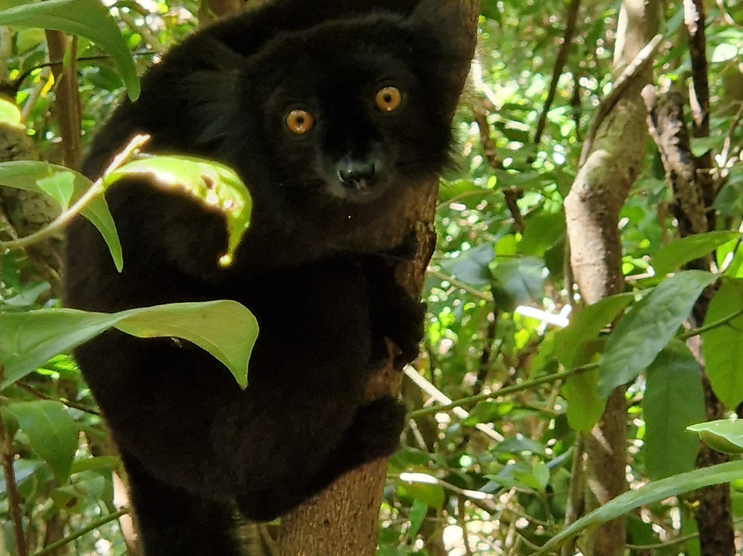 Madagascar Tropic Voyage景点图片