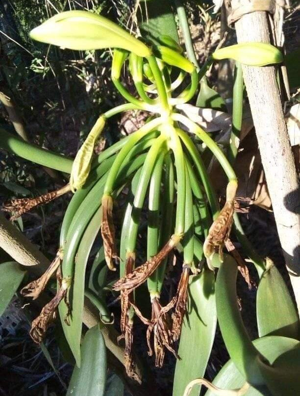 The Hill Kidichi Spice Farm-桑给巴尔岛必去景点