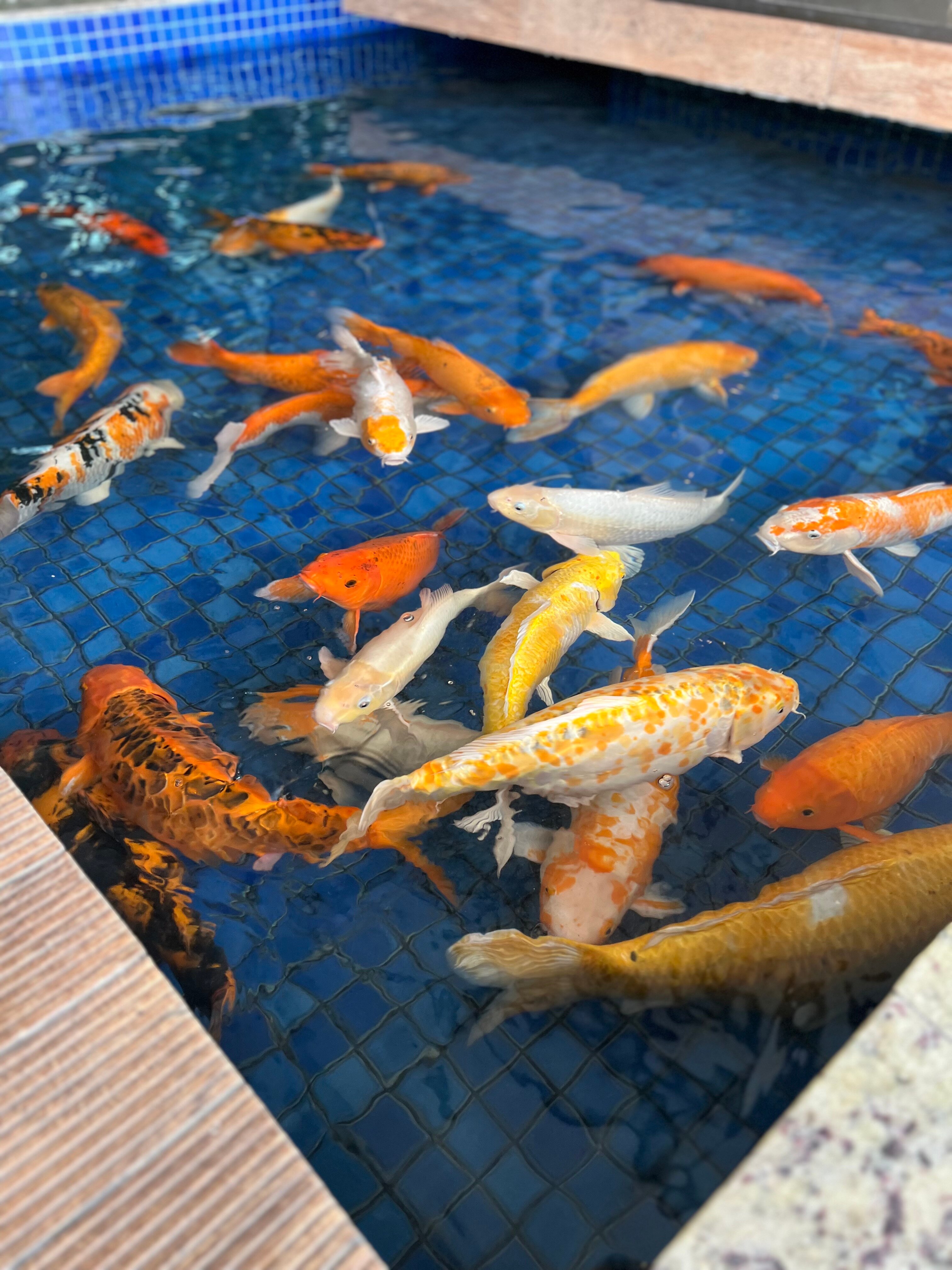 Best Western Premier Maceio-官方