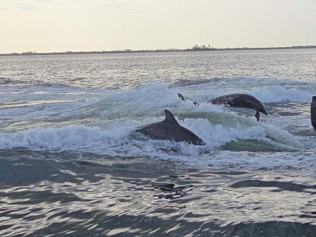 Anna Maria Island Dolphin Tours-Anna Maria必去景点