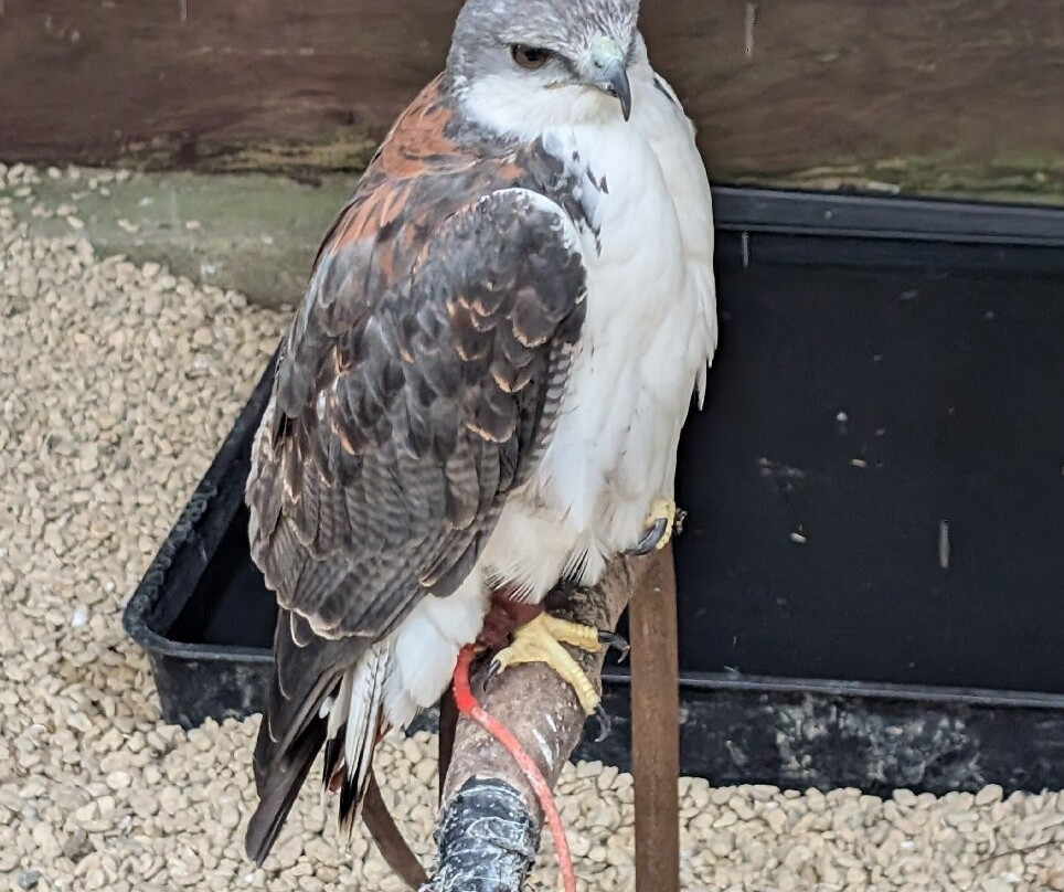 Cotswold Falconry Centre-莫顿因马什必去景点