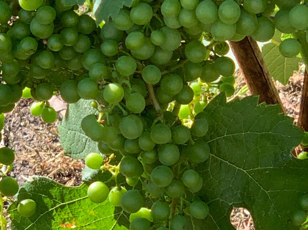 Castoro De Oro Estate Winery-Oliver必去景点