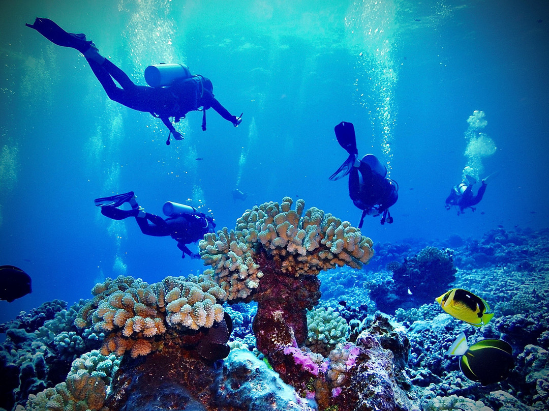 Blue Velvet Rangiroa-阿瓦托鲁必去景点