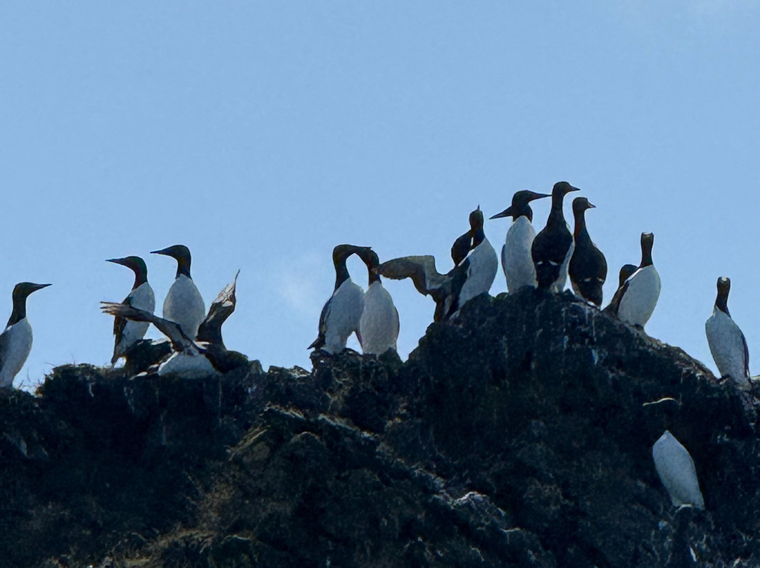 True North Kayak Adventures-荷马必去景点