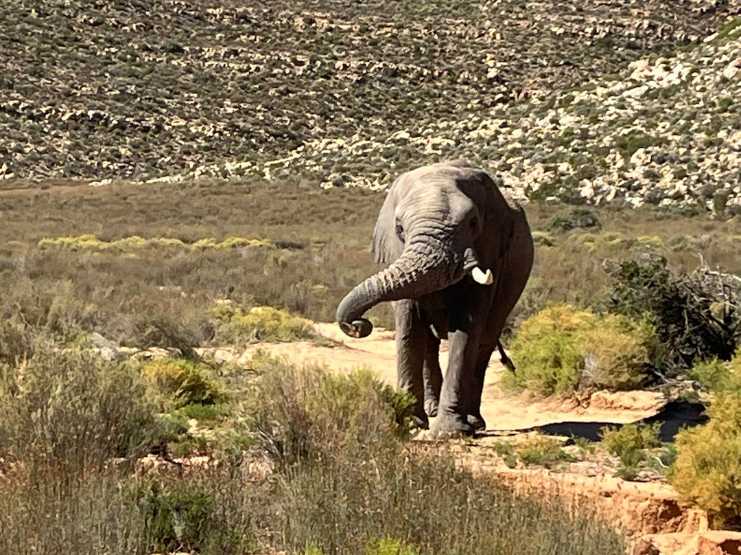 Gems Of Africa Safari And Tours-开普敦必去景点