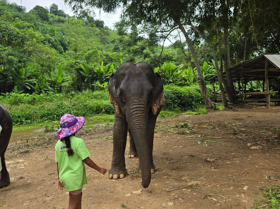 Elephant Peace Project-清莱必去景点