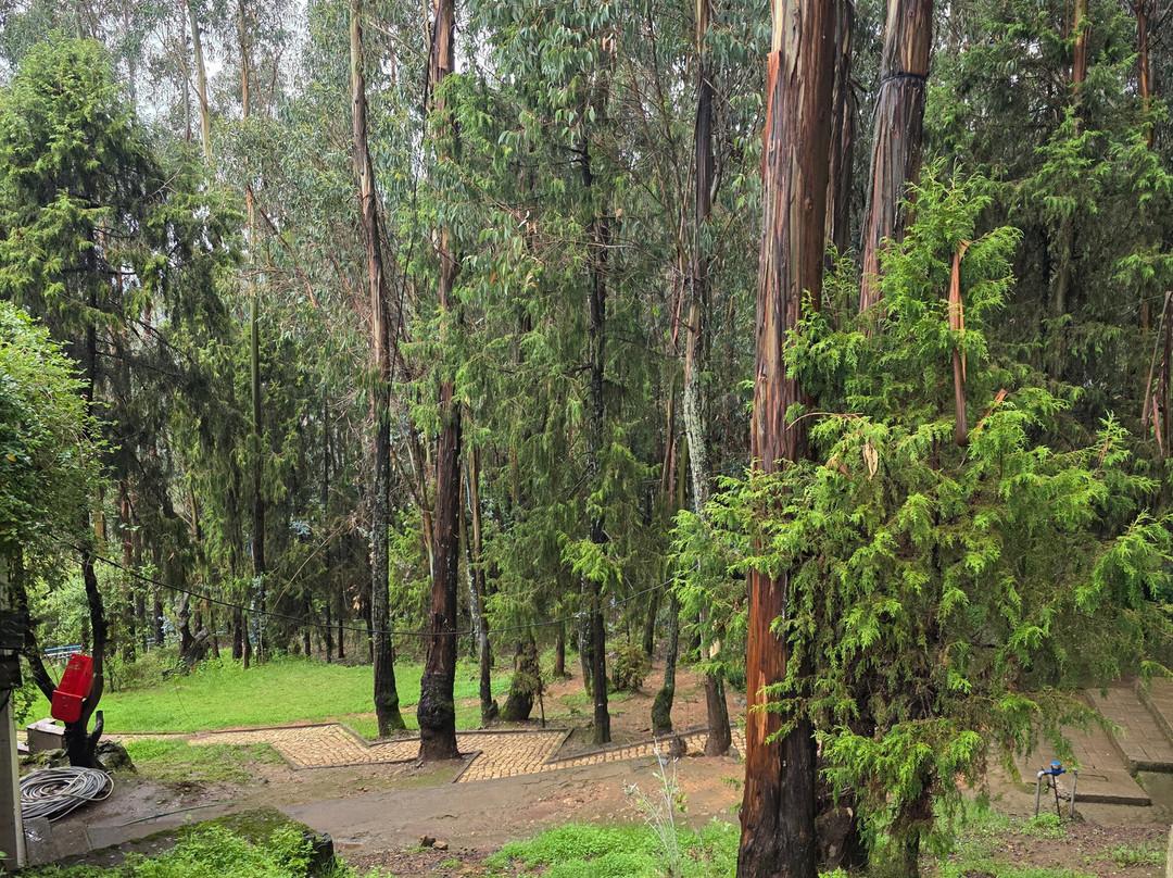 Entoto Natural Park-亚的斯亚贝巴必去景点