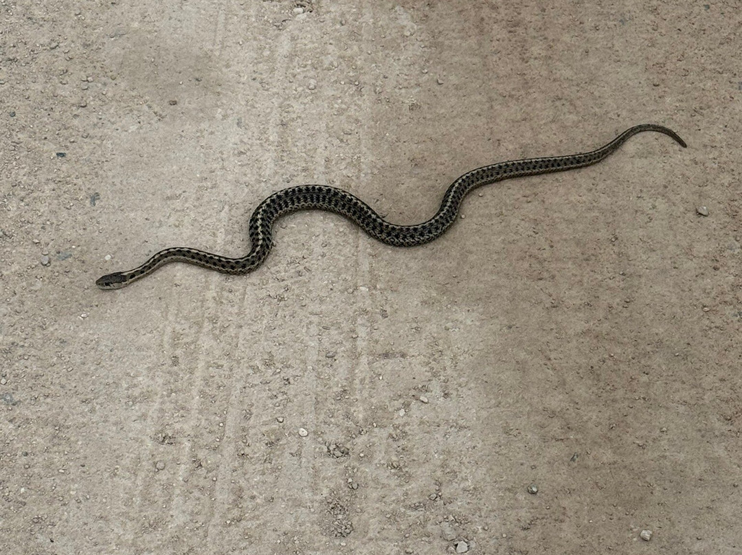 Bannack State Park-Dillon必去景点
